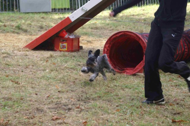 foire-haricots 2011-09-17et18